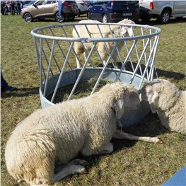 Schafe, Ziegen, Alpaka