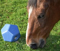 DropFeeder:   Der DropFeeder ist ein Spielzeug für Pferde und Ponys mit integrietem Belohn