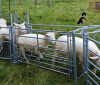 Zweiwege - Sortier- Stopptor:   für Behandlungstreibgang  zum Sortieren Ihrer Schafe in zwei verschiedene G